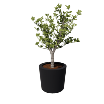 Fiberglas Pflanzkübel - Konisch - Ø 63 x 52 cm - RAL7021 matte (schwarzgrau) - Mit Boden